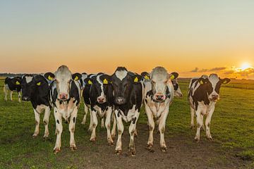 Kühe bei Sonnenuntergang von Karin Riethoven