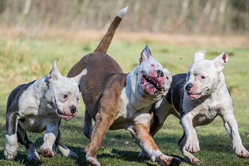 Playtime Pacman &amp; Puppy's by Rebel Bully's