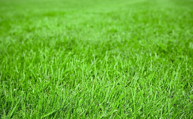 L'herbe verte par Bo Valentino