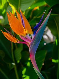 Paradijsvogel bloem van Jellie van Althuis