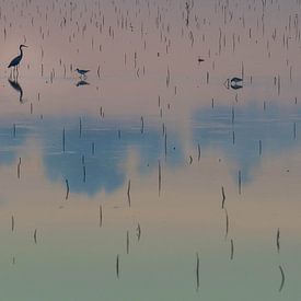 mangroves en Casamance sur eric t'kindt