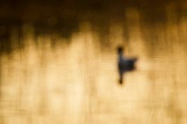 Lachmöwe Zusammenfassung von Hans Debruyne