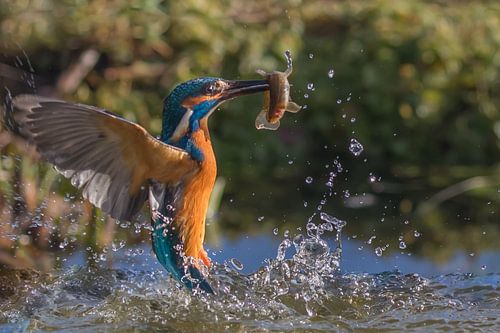 Kingfisher
