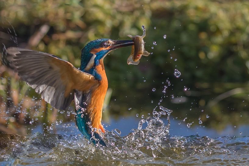 IJsvogel von Han Peper