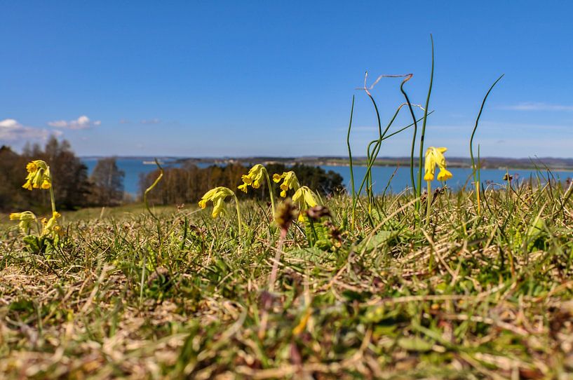 Schlüsselblumen - Groß Zicker von GH Foto & Artdesign