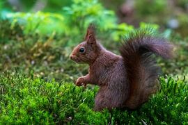 Squirrel by Merijn Loch