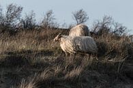Schafe in den Dünen von Scheveningen von Anne Zwagers Miniaturansicht