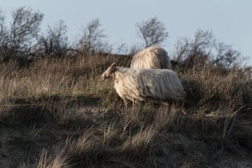 Sheep in the dunes of Scheveningen by Anne Zwagers