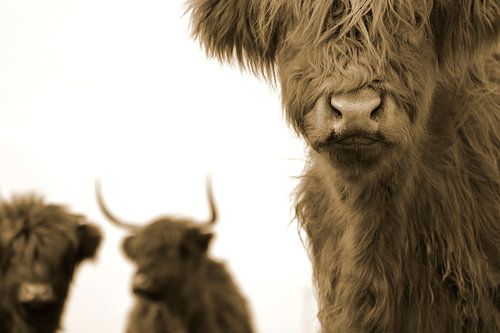 Schotse hooglanders 3 koppen sepia
