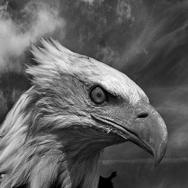Portrait of a Bold Eagle van fotograafhollandslicht