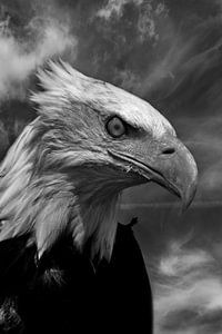 Portrait of a Bold Eagle van fotograafhollandslicht