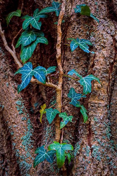 Ivy par Rob Boon