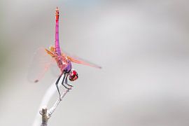 Purperlibel man by Tjomme Fernhout