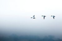 Shovelers