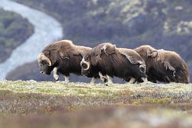 Muskusos in Dovrefjell nationaal park, in de natuurlijke habitat, Noorwegen van Frank Fichtmüller