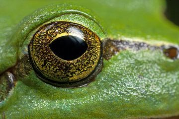 Tree frog eye close up in the back corner by Jeroen Stel