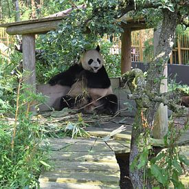 Panda von Esther