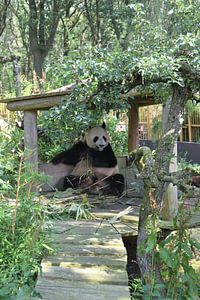 Panda sur Esther