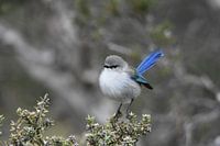 Troglodyte bleu