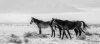 Woestijn paarden van Loris Photography thumbnail
