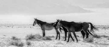 Woestijn paarden