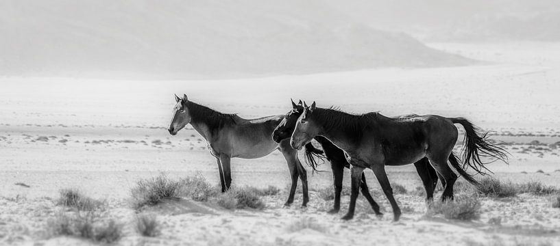 Woestijn paarden van Loris Photography
