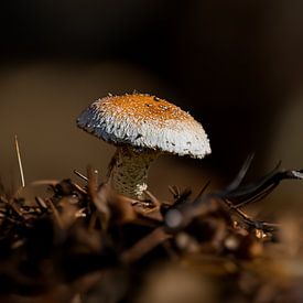 champignon sur emiel schalck