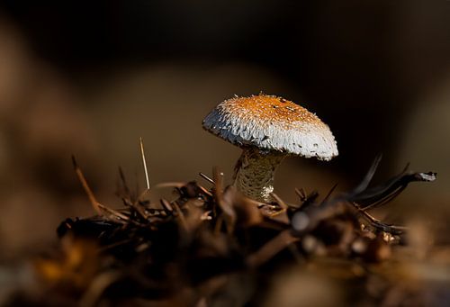 mushroom by emiel schalck