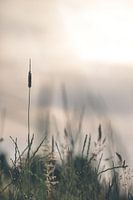 Grass against the setting sun