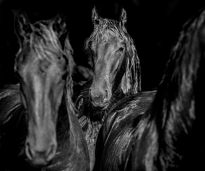 Portrait of a horse in black and white by Harrie Muis