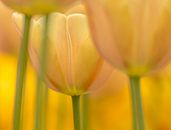 Tulp  (pasteltint) van Marco Liberto thumbnail