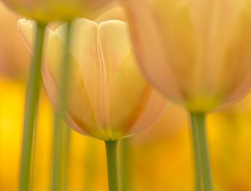 Tulpe (Pastellton) von Marco Liberto