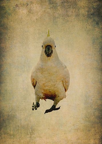 Gelber Kamm Kakadu 3