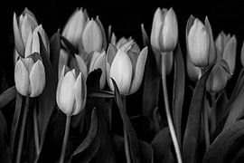 Tulips by Mario Creanza