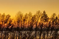 Gele lucht