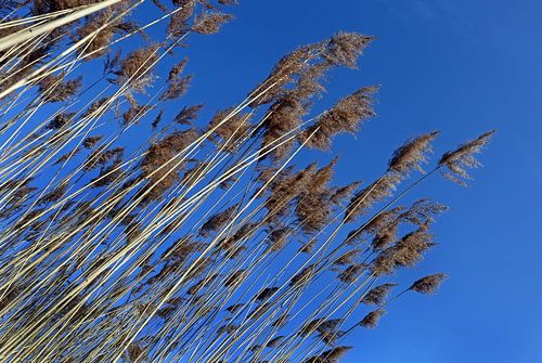 Reed frond