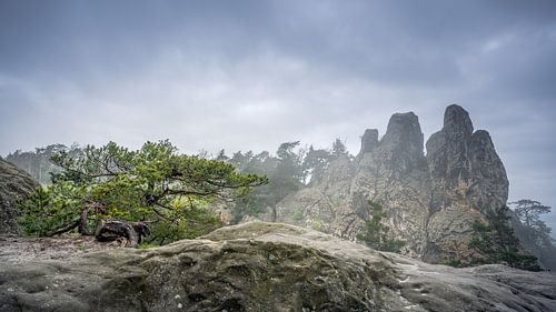 De pijnboom op de Duivelsmuur
