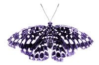 Schmetterling | lila | Kunst