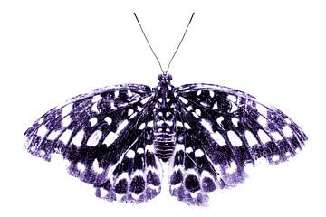 Schmetterling | lila | Kunst von Femke Ketelaar