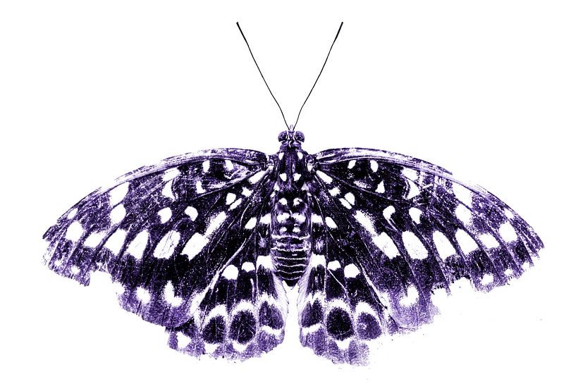 Papillon | violet | fine art par Femke Ketelaar