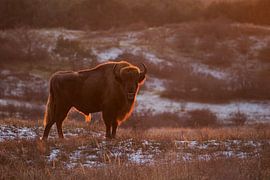 Des sages dans les dunes du Kraansvlak du Kennemerland du sud sur Jeroen Stel
