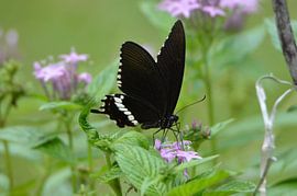 Vlinder op bloem von Maurits Kuiper
