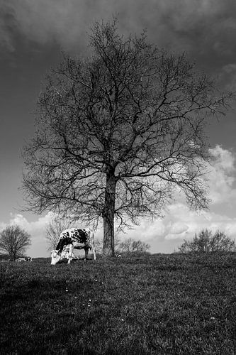 Rast: Weidende Kuh unter stattlichem Baum