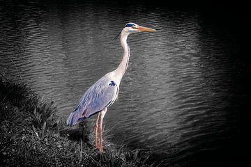 Reiher an der Uferpromenade