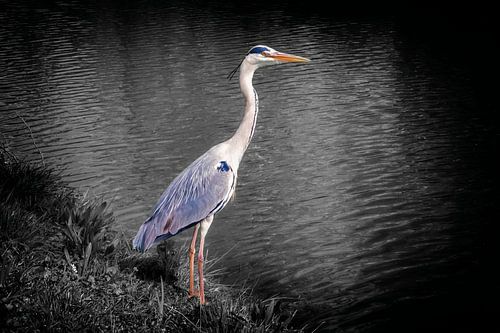Héron sur le front de mer