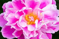 detail from above of a peony