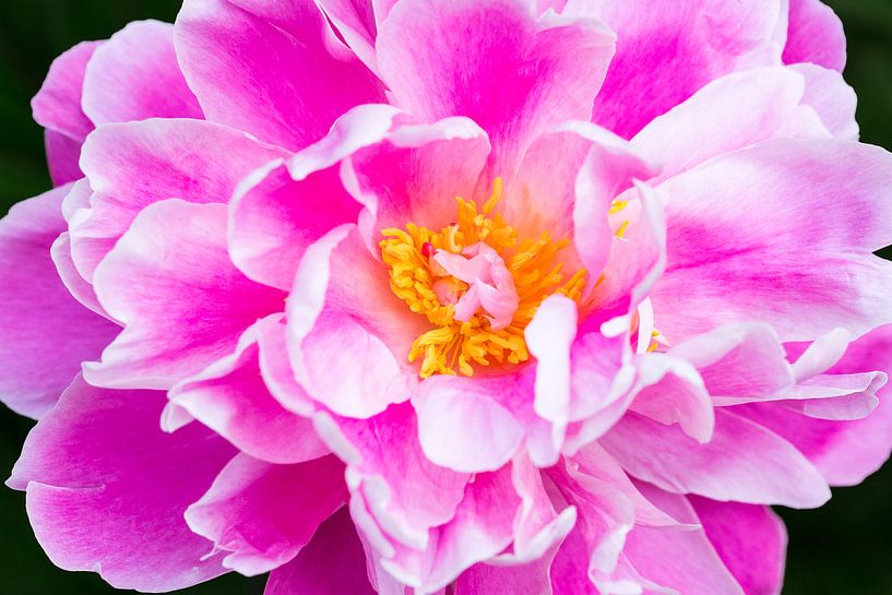 détail d'en haut d'une pivoine par Marc Goldman