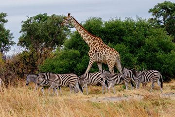 Okavango delta wildlife by Erik Verbeeck