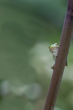 Tree frog by Liliane Jaspers