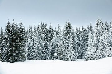 Winter with snow in the Giant Mountains sur Rico Ködder